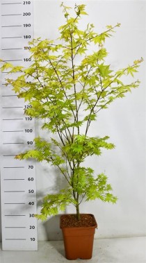 Acer pal. 'Summer Gold'
