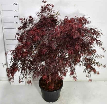 Acer pal. 'Tamukeyama'