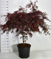 Acer pal. 'Tamukeyama'