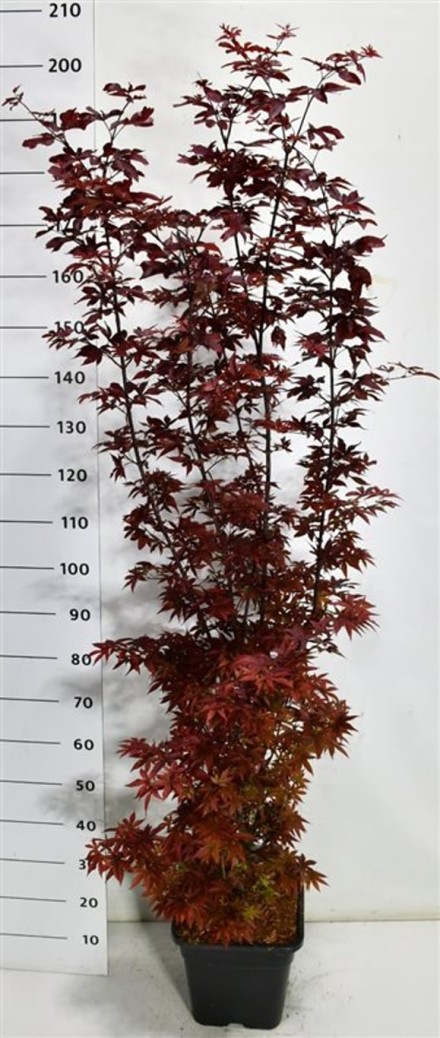 Acer pal. 'Twombly's Red Sentinel'