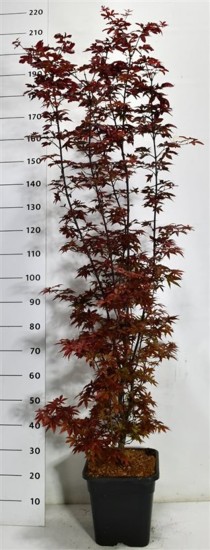 Acer pal. 'Twombly's Red Sentinel'