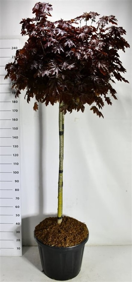 Acer plat. 'Crimson Sentry'