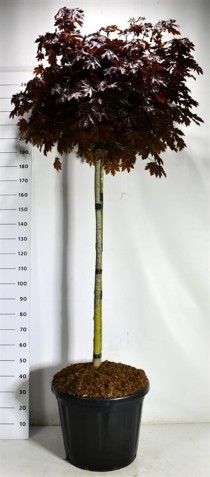Acer plat. 'Crimson Sentry'
