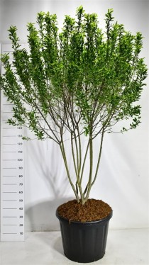 Amelanchier can. 'Rainbow Pillar'