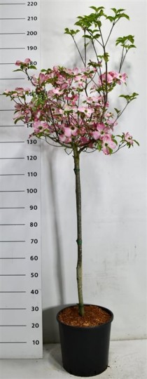 Cornus florida rubra