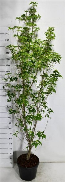 Cornus k. 'Milky Way'
