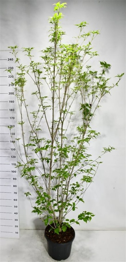 Cornus k. 'Weisse Fontaine'