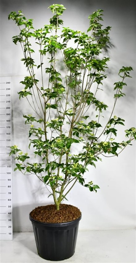 Cornus Venus