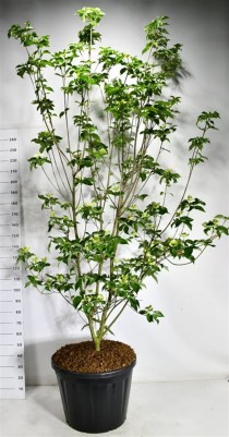 Cornus Venus