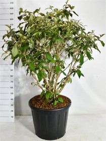 Hydrangea asp. 'Macrophylla'