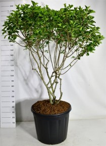 Hydrangea pan. 'Polar Bear'