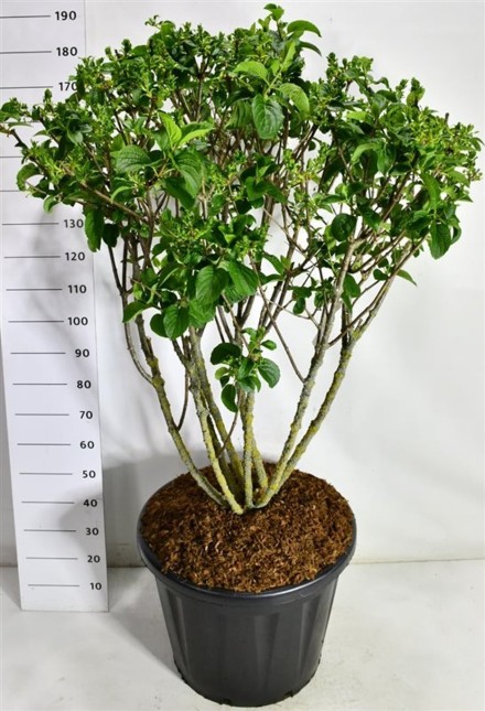 Hydrangea pan. 'Silver Dollar'