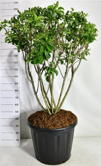 Hydrangea pan. 'Silver Dollar'