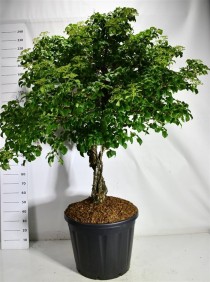 Hydrangea petiolaris