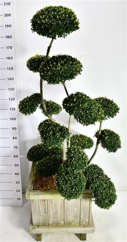 Ilex crenata ´Kin Me´