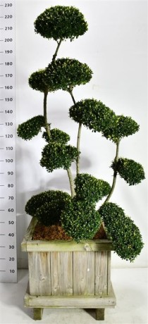Ilex crenata ´Kin Me´