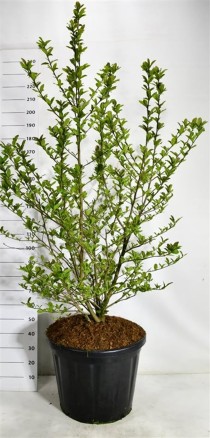 Magnolia loebneri 'Wildcat'