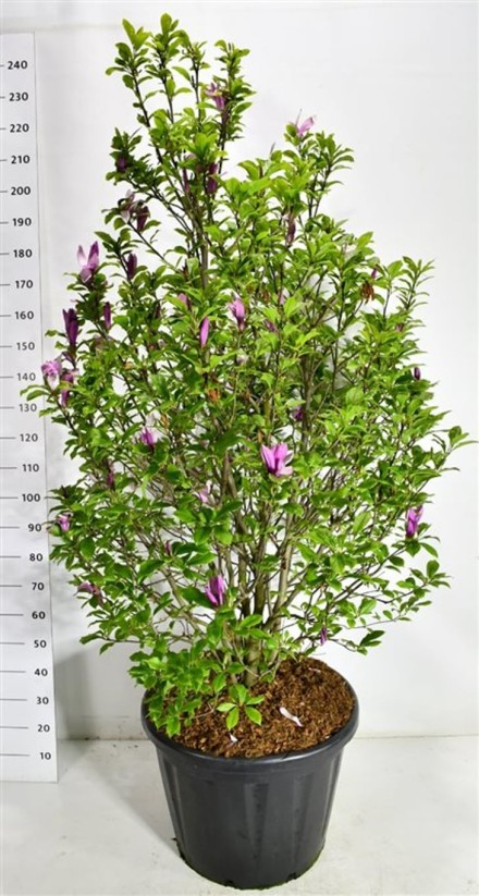 Magnolia 'Susan'