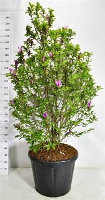 Magnolia 'Susan'