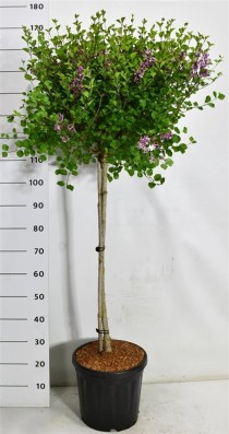 Syringa meyeri 'Palibin'