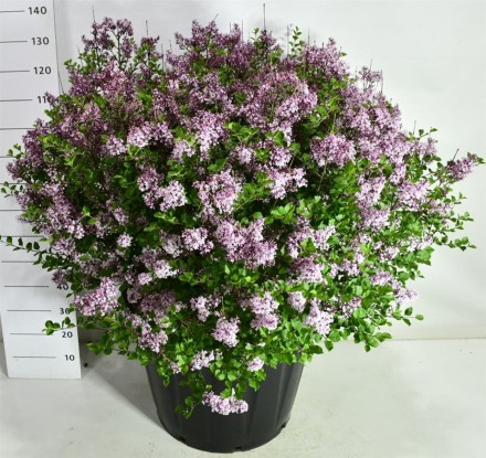 Syringa meyeri 'Palibin'