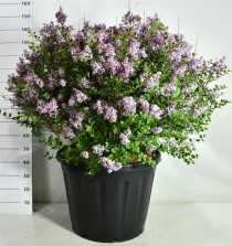 Syringa meyeri 'Palibin'