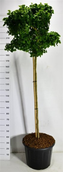 Ginkgo bil. 'Mariken'
