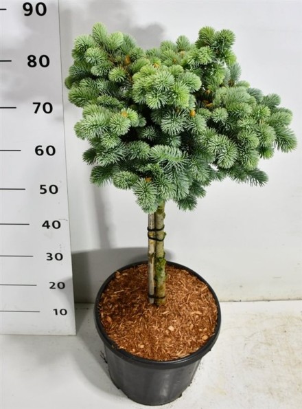 Picea pungens 'Glauca Globosa'