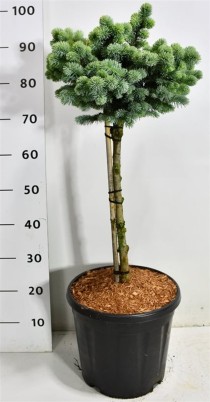 Picea pungens 'Glauca Globosa'