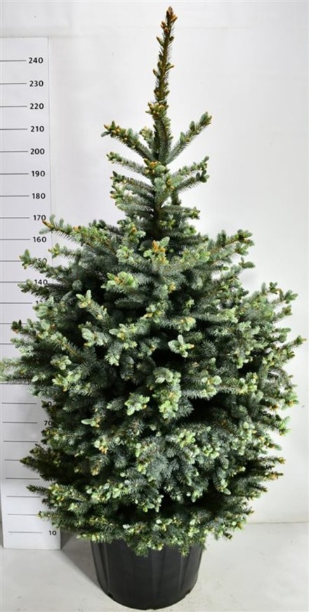 Picea pungens 'Super Blue'