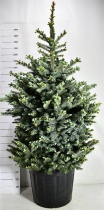 Picea pungens 'Super Blue'