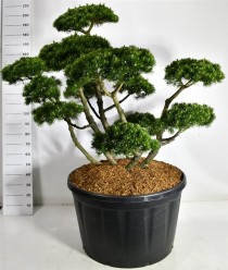Pinus mugo 'Gnom'