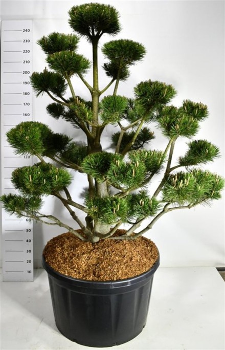 Pinus mugo 'Gnom'