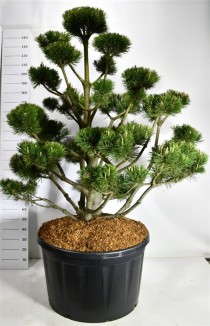 Pinus mugo 'Gnom'