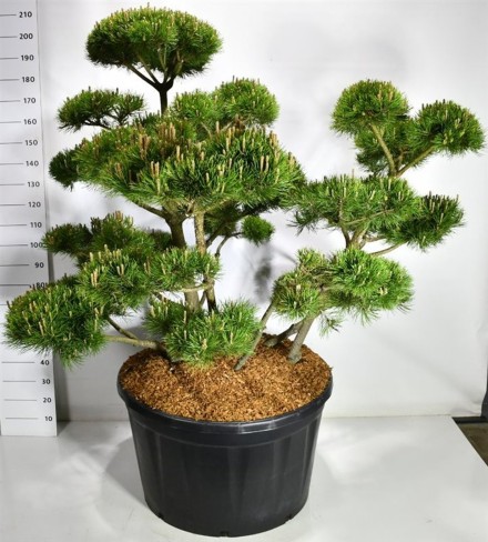 Pinus mugo 'Mughus'