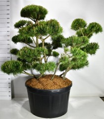 Pinus mugo 'Mughus'