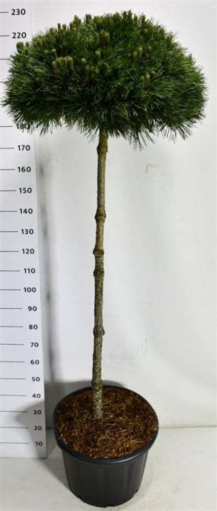 Pinus nigra 'Pierrick Bregeon'