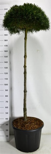 Pinus nigra 'Pierrick Bregeon'