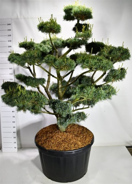 Pinus parv. 'Glauca'