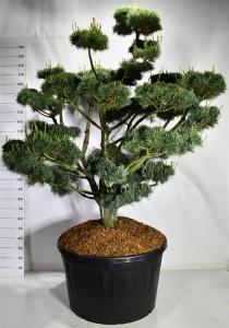 Pinus parv. 'Glauca'