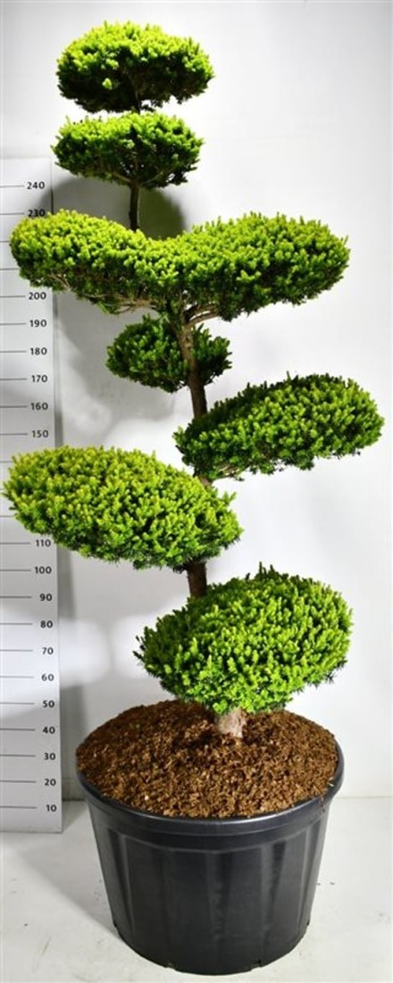 Taxus cuspidata