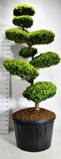Taxus cuspidata