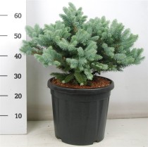 Picea pungens 'Glauca Globosa'
