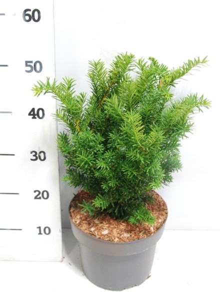 Taxus media 'Farmen'