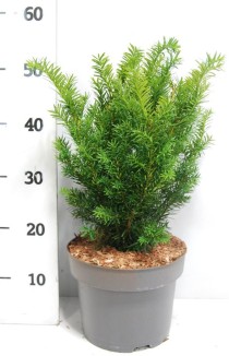 Taxus media 'Farmen'