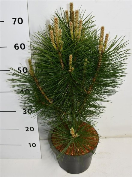 Pinus nigra 'Pyramidalis'