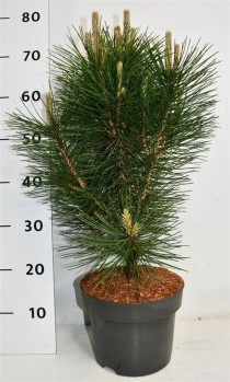 Pinus nigra 'Pyramidalis'