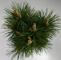 Pinus nigra 'Pyramidalis'
