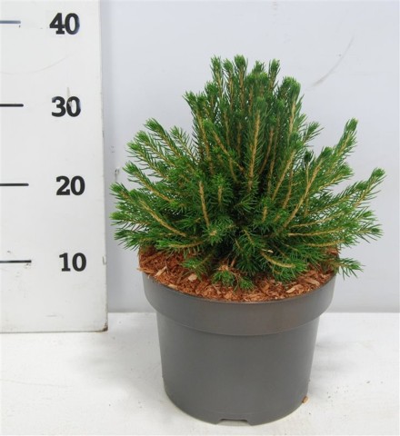 Picea a. 'Tompa'