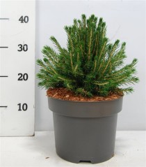 Picea a. 'Tompa'